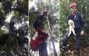 Bombeiros resgatam gato em árvore de 15 metros de altura em Gaspar