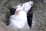 Vaca foge de pasto e fica presa em bueiro no Belchior Baixo, em Gaspar
