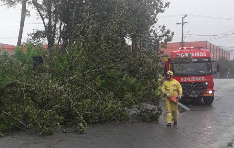 Bombeiros s�o acionados para cortar �rvore que caiu em rua no Bela Vista, em Gaspar