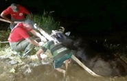 Vaca prenha é resgatada após ficar atolada às margens do rio, em Gaspar