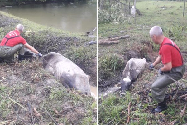 Vaca atolada em vala h� 18 horas � resgatada pelos bombeiros em Gaspar