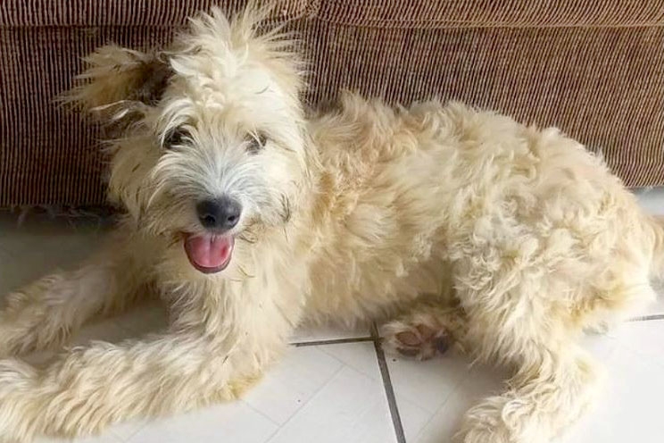 Cadela � encontrada dentro de sof� usado vendido em Joinville