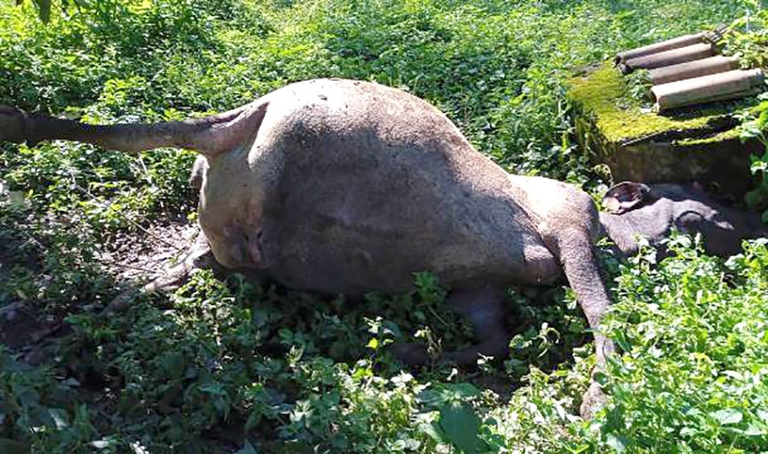 Agricultora de Gaspar pede ajuda para enterrar vaca que morreu em seu terreno