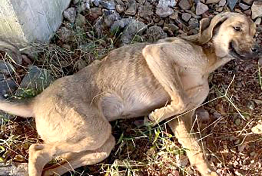 ONG arrecada dinheiro para cirurgias de cadela com lesão na coluna e fratura na pelve