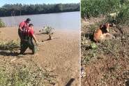 C�o cego e vaca ficam atolados em banhado �s margens do rio Itaja�-A�u, em Ilhota
