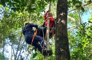 Homem fica pendurado em árvore após cair de parapente em Gaspar
