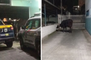 Boi foge e é capturado no Centro de Gaspar
