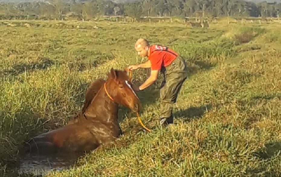 Bombeiros resgatam �gua atolada em vala na Avenida Francisco Mastela, em Gaspar