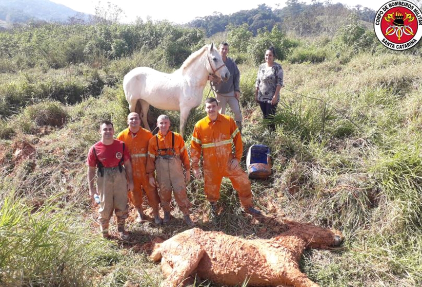 Cavalo fica atolado em terreno no Santa Terezinha, em Gaspar