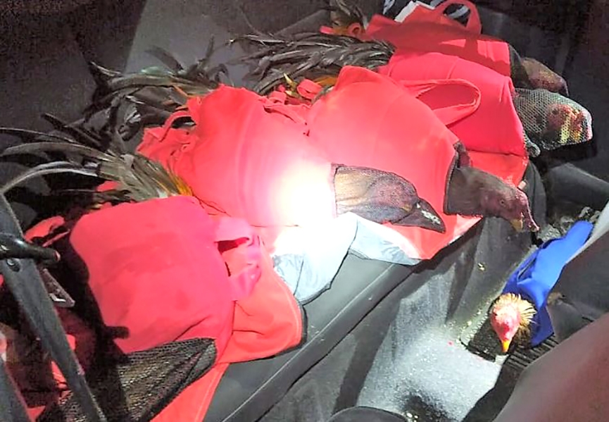 Galos de rinha s�o encontrados dentro de carro na BR-101, em Joinville