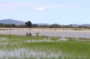 Cerca de 220 hectares foram atingidos e 50 perdidos pelas chuvas em Gaspar 