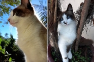 Moradora denuncia envenenamento de gatos na Margem Esquerda, em Gaspar
