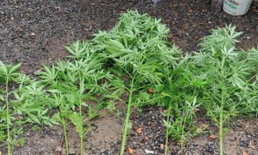 Traficante que plantava maconha em casa e dizia para os pais que era capim � preso em Timb�