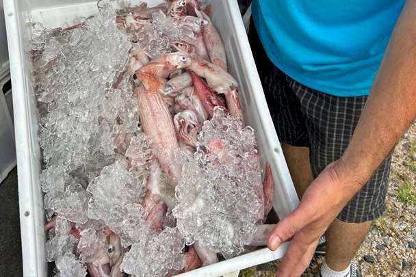 Polcia Militar Ambiental apreende mais de uma tonelada de pescado irregular em SC