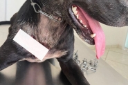 Cachorros so esfaqueados no Belchior Baixo, em Gaspar; ONG pede ajuda para pagar tratamento