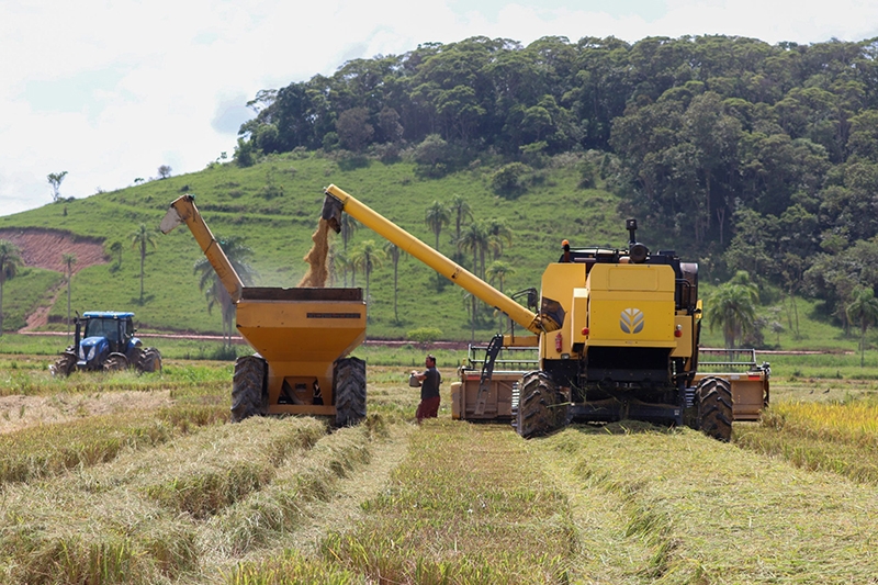 Safra do arroz 2024 vai movimentar cerca de R$50 milhes em Gaspar