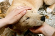 Prefeitura de Gaspar cria Diretoria de Bem-Estar Animal