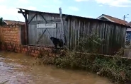 Vdeo mostra bombeiros de Ilhota ajudando a resgatar animais em tragdia no RS