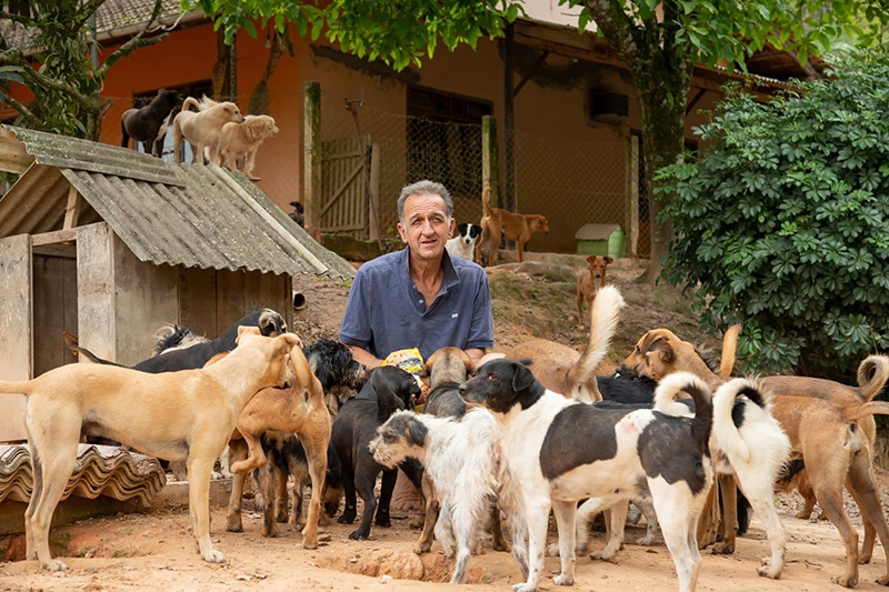 Campanha vai construir casinhas para abrigo de animais em Gaspar