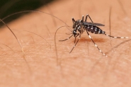 Dengue: cuidados e preveno devem continuar no inverno
