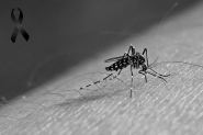 Gaspar confirma primeira morte por dengue; vtima  idoso do Bela Vista