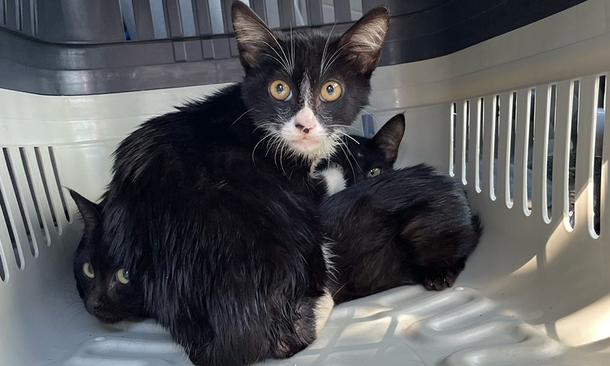 Pol�cia Civil resgata filhotes de gato abandonados em Blumenau