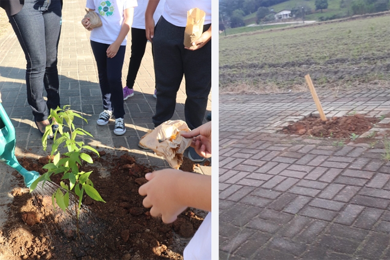 Vndalos arrancam mudas plantadas por alunos em Gaspar