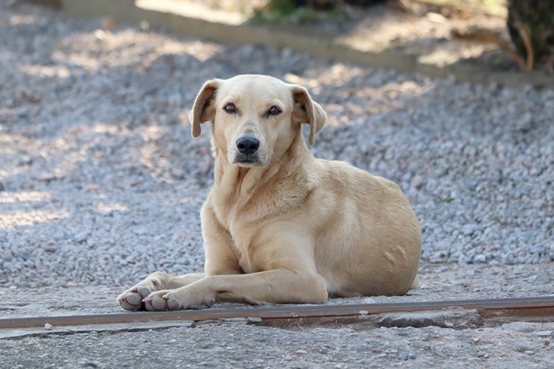 Prefeitura de Gaspar abre cadastro para castrao gratuita de ces e gatos