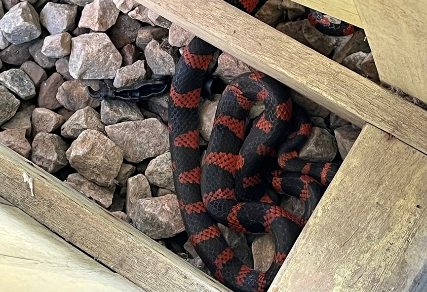 Crian�a encontra cobra 'falsa-coral' em creche de Gaspar e bombeiros s�o acionados