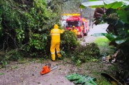 Queda de rvore  registrada no Centro de Gaspar; bombeiros so acionados