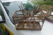 Homem  autuado por crime ambiental contra a fauna silveste em Ilhota