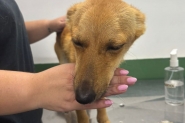 Cadela  resgatada em Gaspar; ela estava presa em casa abandonada prestes a ser atingida pela gua