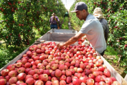 Epagri projeta safra de maçã 28% maior em Santa Catarina