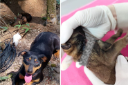 Filhote sofre tentativa de degola em Gaspar; cadela e demais filhotes foram abandonados