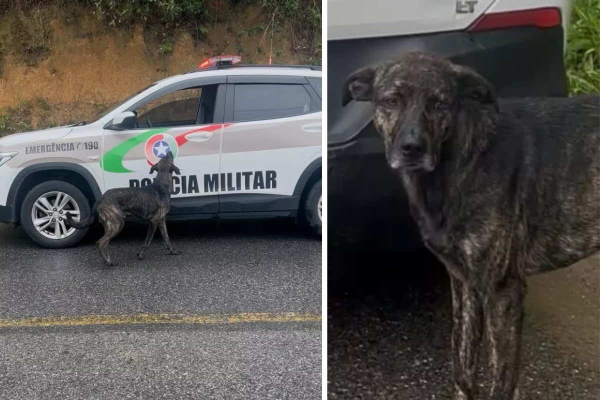 Cachorro segue viatura ap�s tutor ser preso em SC