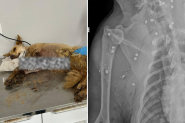 Cadela é resgatada com mais de 20 projéteis de chumbinho pelo corpo em Gaspar