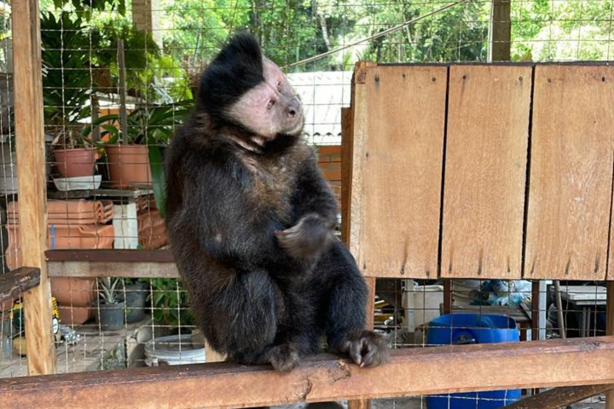 Homem é preso por maus-tratos a macaco-prego em Blumenau