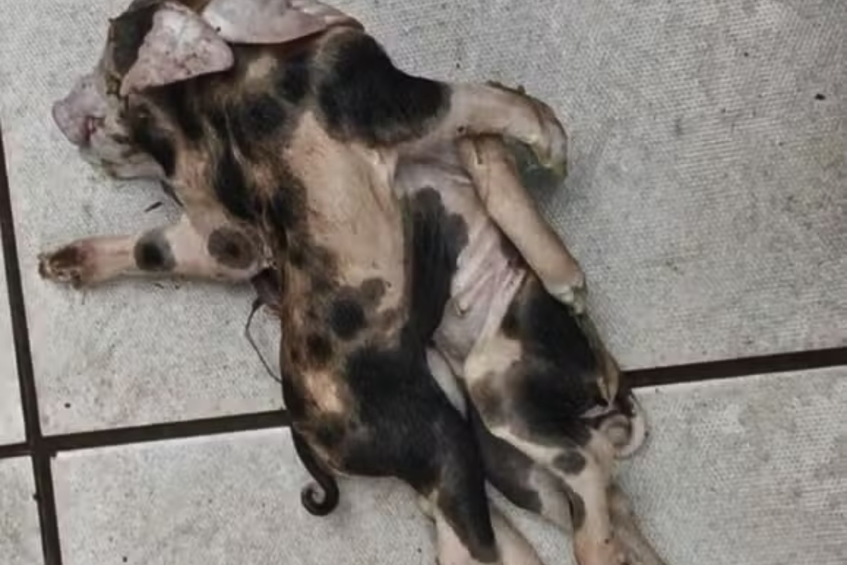 Leitão nasce com dois corpos, uma cabeça e seis patas em propriedade rural de SC