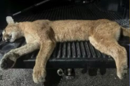 Puma morre atropelado no Sul de Santa Catarina