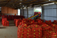 Produtividade impulsiona safra de cebola em Santa Catarina