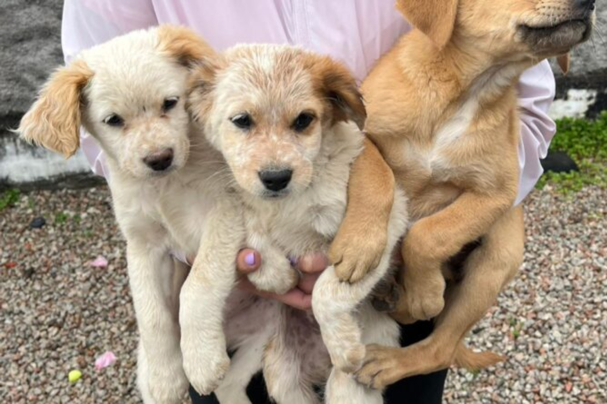 Gaspar abre edital para contratar m�dico veterin�rio para a Diretoria de Bem-Estar Animal; sal�rio � de mais de R$7 mil