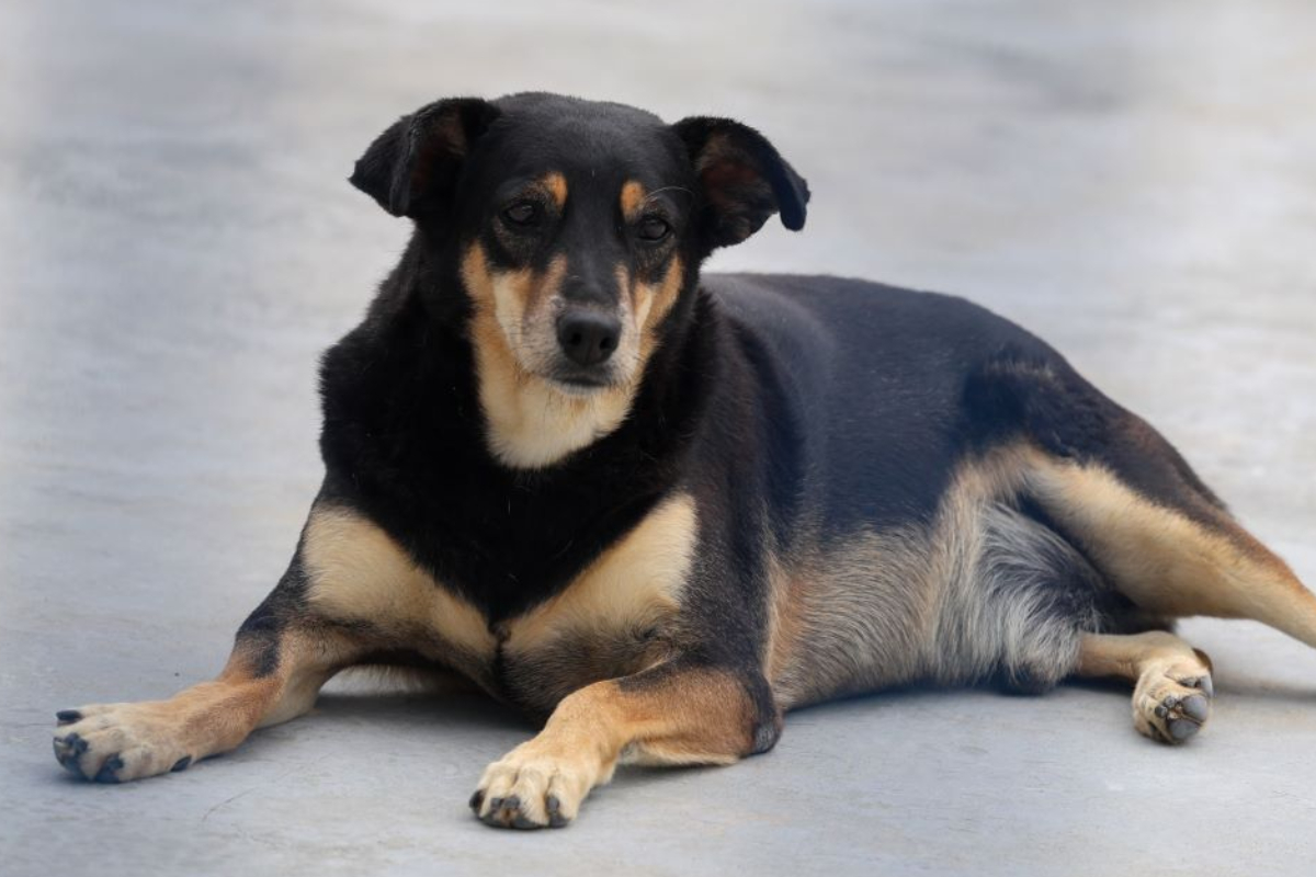 SC ganha nova lei que protege c�es e gatos comunit�rios