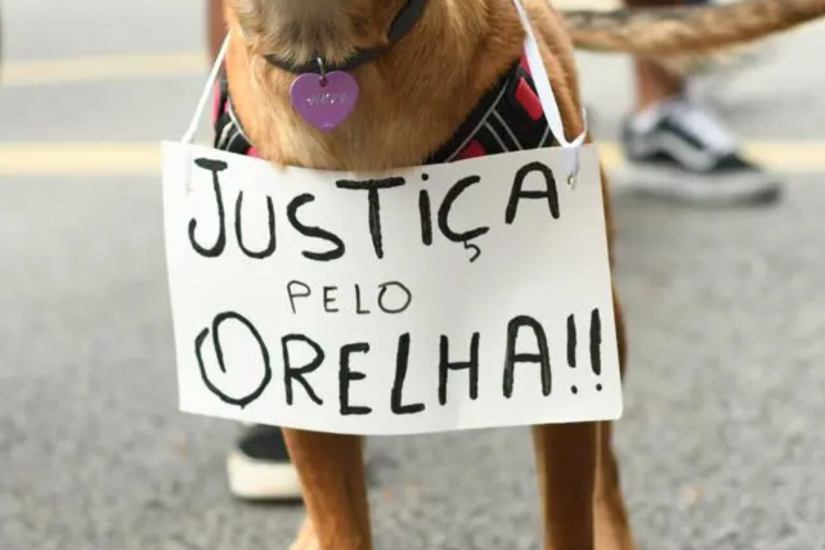 ONG de Gaspar promove manifesta��o em prol do c�o Orelha, morto em Florian�polis