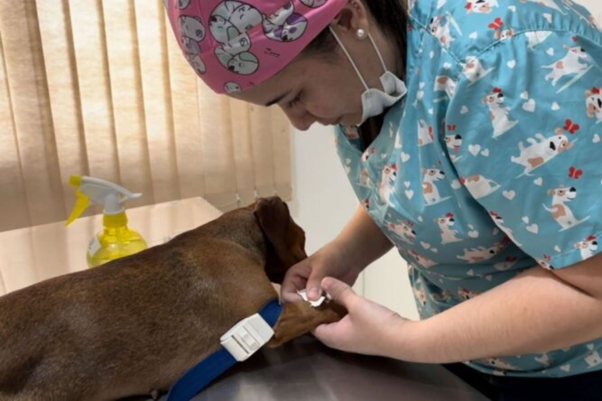 Gaspar abre credenciamento de cl�nicas veterin�rias para castrar 1.500 c�es e gatos