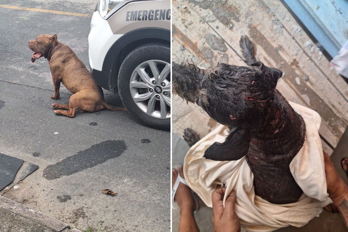 Pitbull foge e ataca c�o em terreno particular em Gaspar; tutora vai responder por omiss�o de cautela
