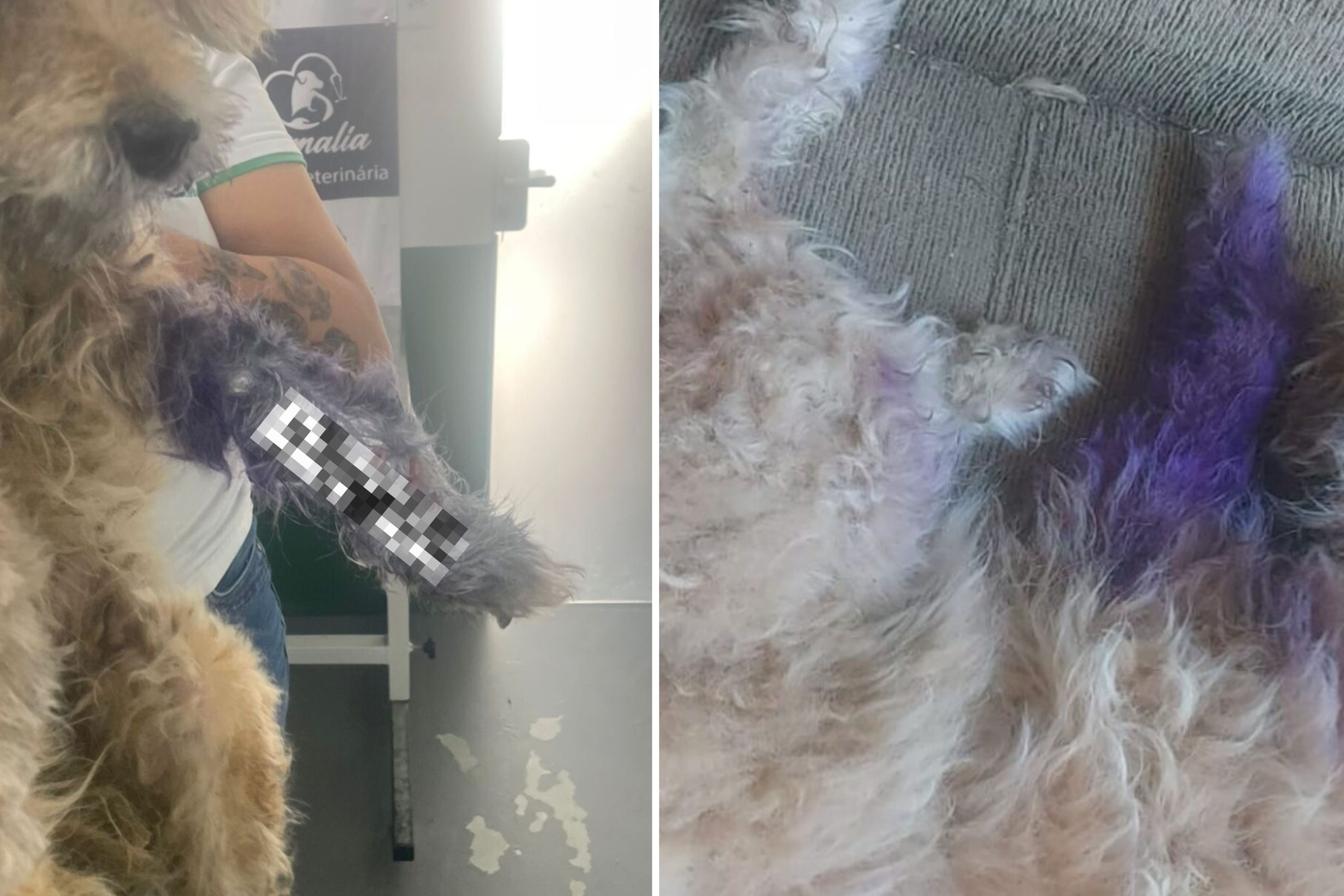 C�es e tartaruga em situa��o de maus-tratos s�o resgatados no Santa Terezinha, em Gaspar