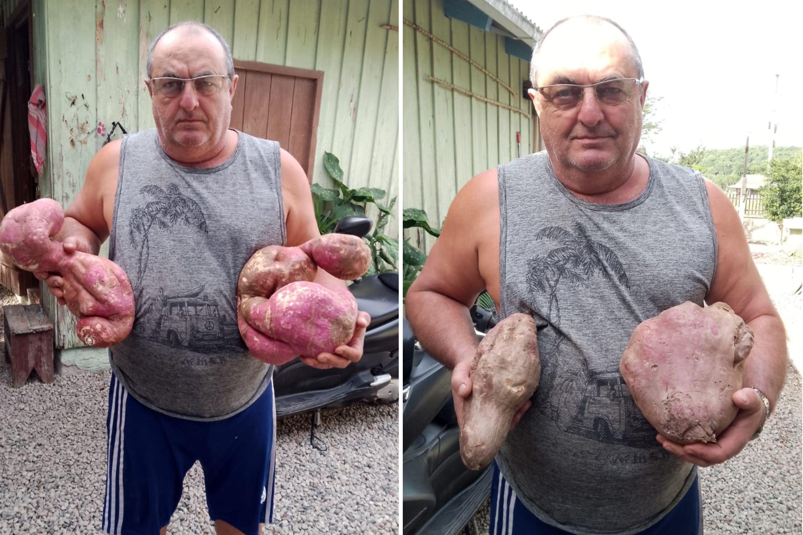 Morador de Gaspar colhe batata-doce gigante de mais de 5 quilos e se surpreende
