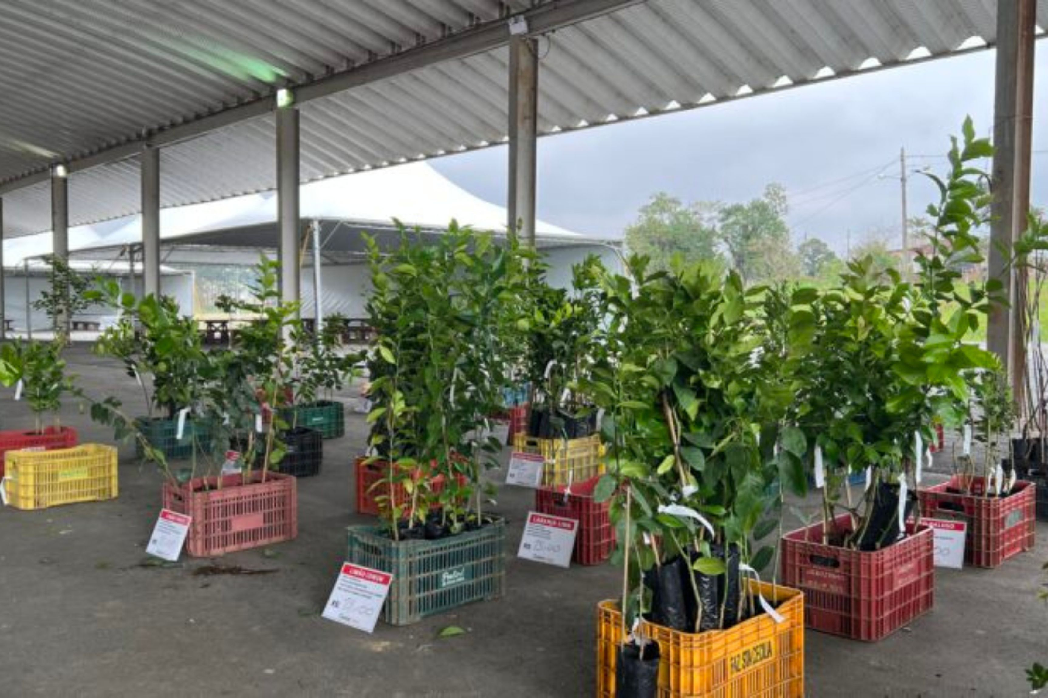 Gaspar vai ter feira de mudas frut�feras e ornamentais neste s�bado