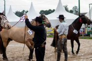 Exposi��o Morfol�gica vai reunir melhores exemplares do Cavalo Crioulo em Gaspar