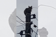 Bombeiros resgatam gato preso em cima de poste em Ilhota